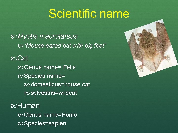 Scientific name Myotis macrotarsus “Mouse-eared bat with big feet” Cat Genus name= Felis Species
