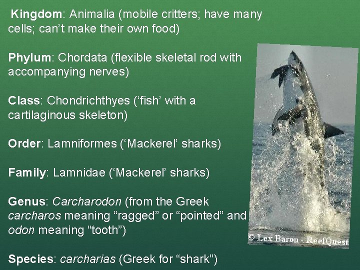 Kingdom: Animalia (mobile critters; have many cells; can’t make their own food) Phylum: Chordata