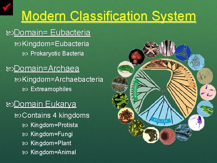 Modern Classification System Domain= Eubacteria Kingdom=Eubacteria Prokaryotic Bacteria Domain=Archaea Kingdom=Archaebacteria Extreamophiles Domain Eukarya