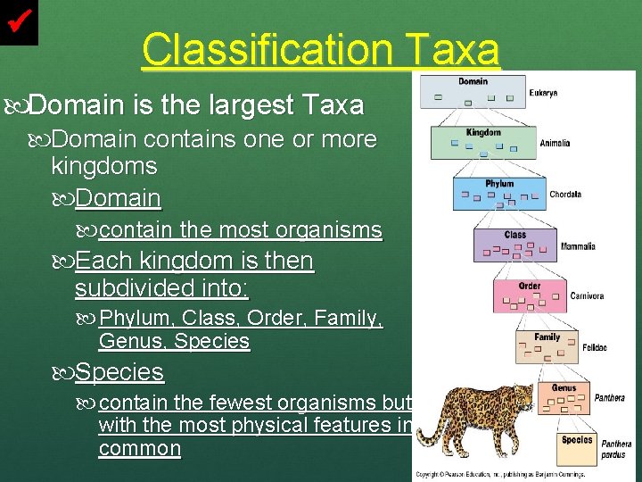  Classification Taxa Domain is the largest Taxa Domain contains one or more kingdoms