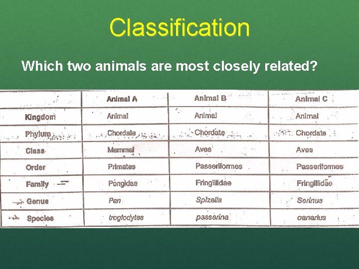 Classification Which two animals are most closely related? 