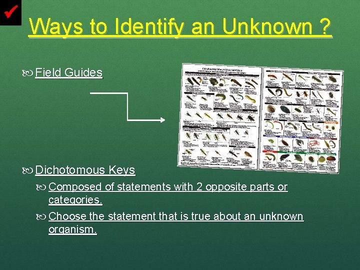  Ways to Identify an Unknown ? Field Guides Dichotomous Keys Composed of statements