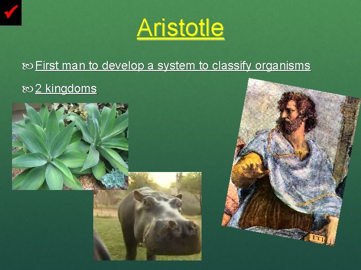  Aristotle First man to develop a system to classify organisms 2 kingdoms 