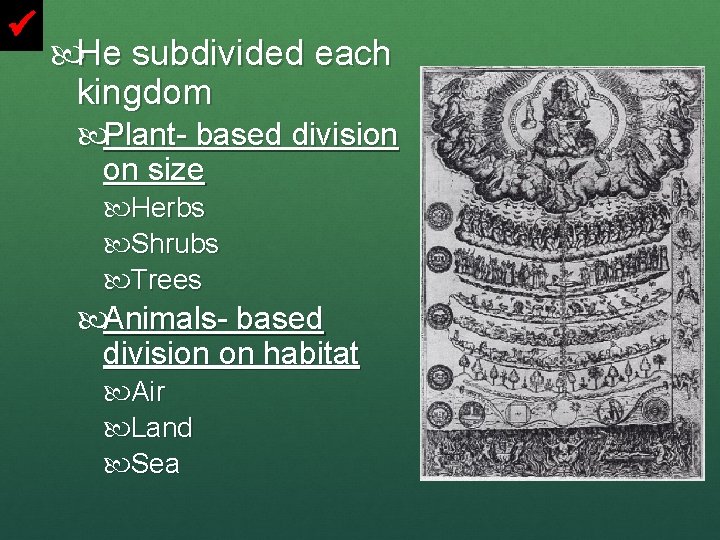  He subdivided each kingdom Plant- based division on size Herbs Shrubs Trees Animals-