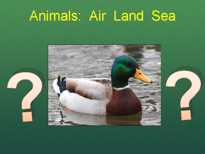Animals: Air Land Sea ? ? 