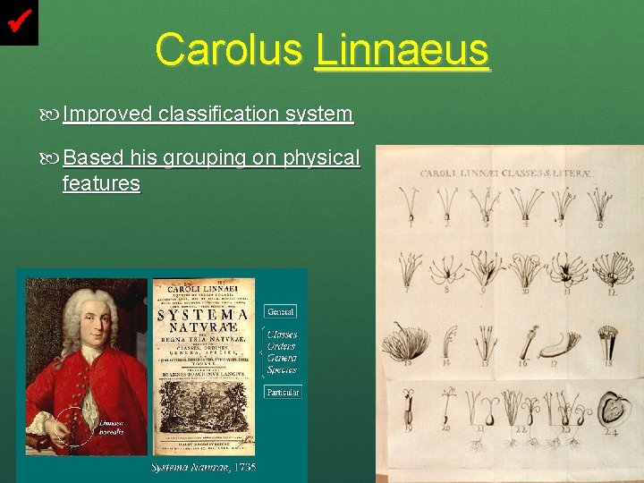  Carolus Linnaeus Improved classification system Based his grouping on physical features 