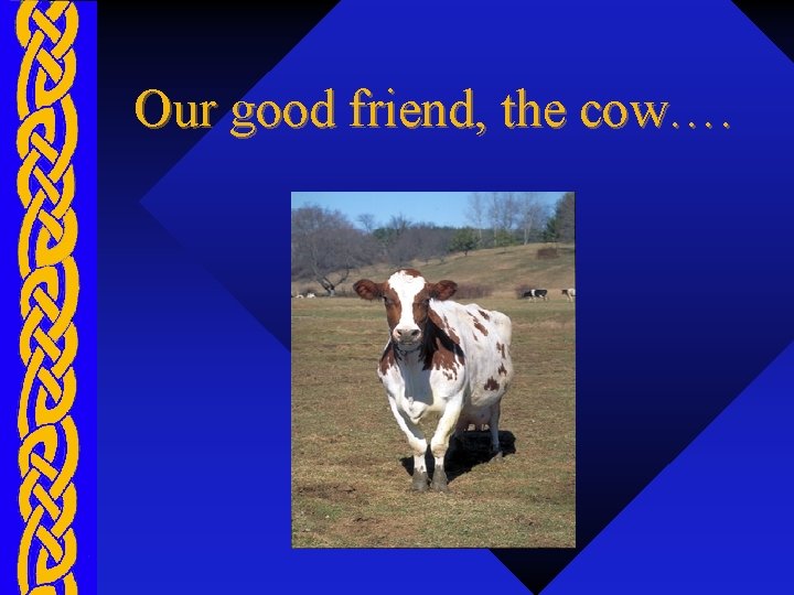 Our good friend, the cow…. 