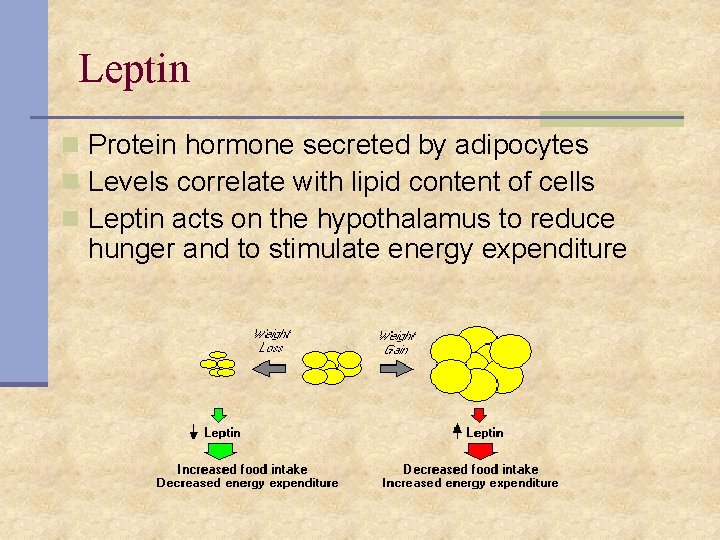 Leptin n Protein hormone secreted by adipocytes n Levels correlate with lipid content of