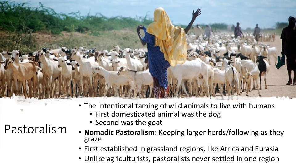 Pastoralism • The intentional taming of wild animals to live with humans • First