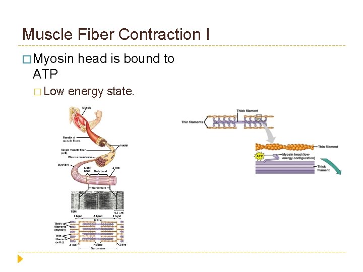 Muscle Fiber Contraction I � Myosin head is bound to ATP � Low energy