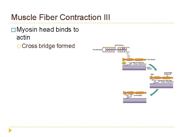 Muscle Fiber Contraction III � Myosin head binds to actin � Cross bridge formed