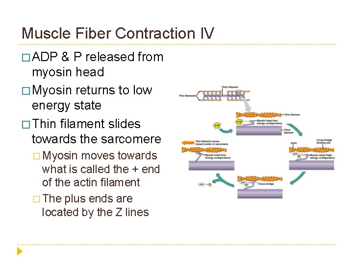 Muscle Fiber Contraction IV � ADP & P released from myosin head � Myosin