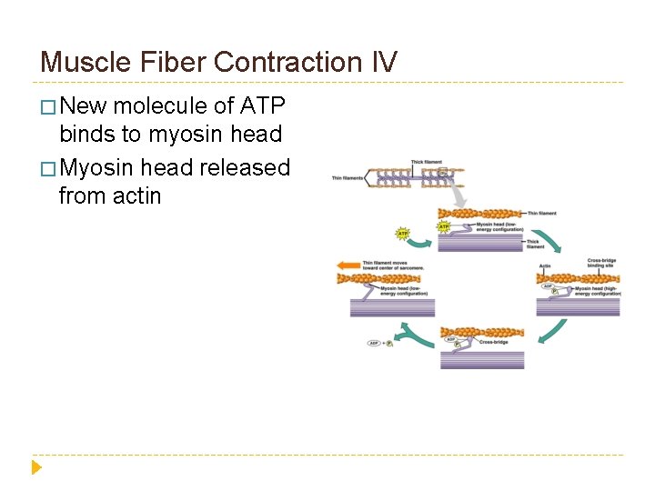 Muscle Fiber Contraction IV � New molecule of ATP binds to myosin head �