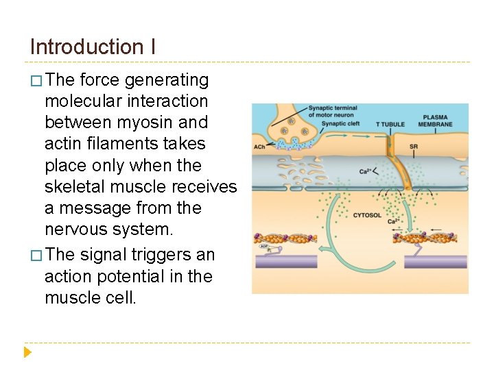 Introduction I � The force generating molecular interaction between myosin and actin filaments takes