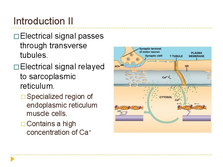 Introduction II � Electrical signal passes through transverse tubules. � Electrical signal relayed to