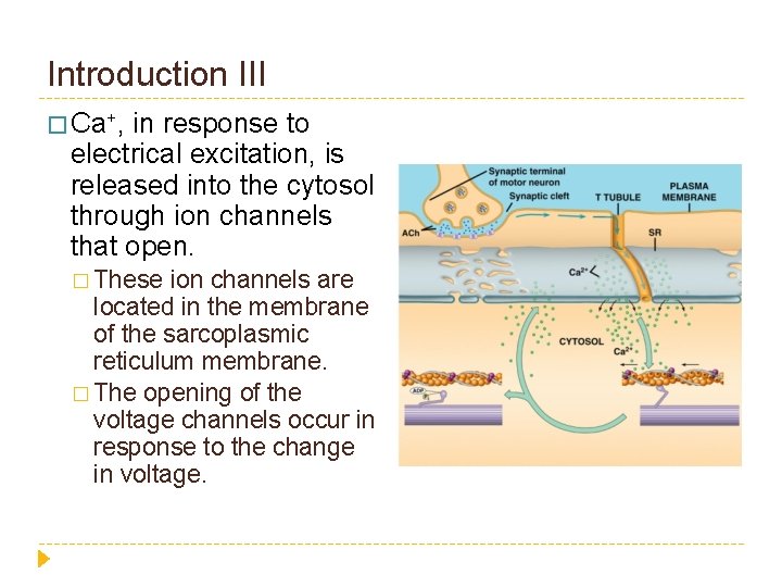 Introduction III � Ca+, in response to electrical excitation, is released into the cytosol