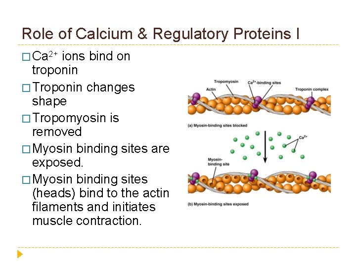 Role of Calcium & Regulatory Proteins I � Ca 2+ ions bind on troponin