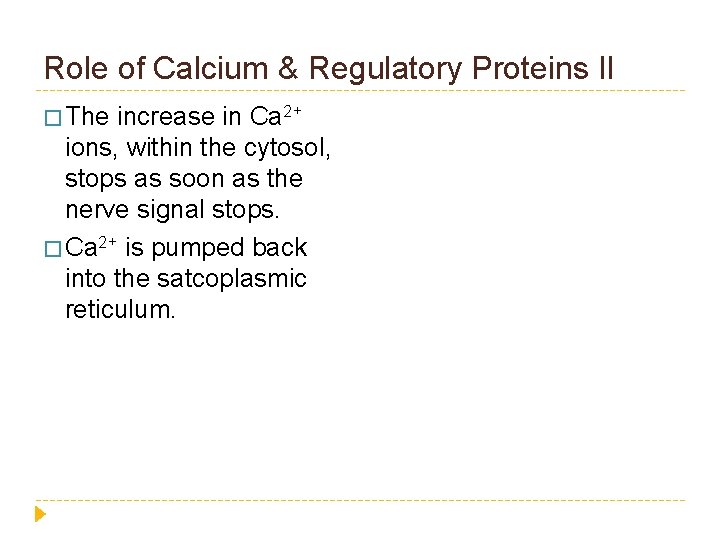 Role of Calcium & Regulatory Proteins II � The increase in Ca 2+ ions,