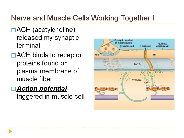 Nerve and Muscle Cells Working Together I � ACH (acetylcholine) released my synaptic terminal