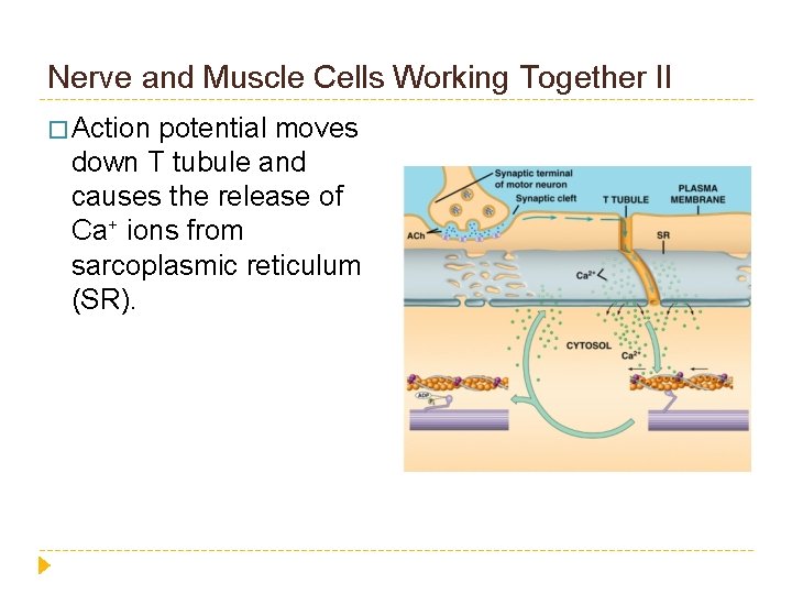 Nerve and Muscle Cells Working Together II � Action potential moves down T tubule