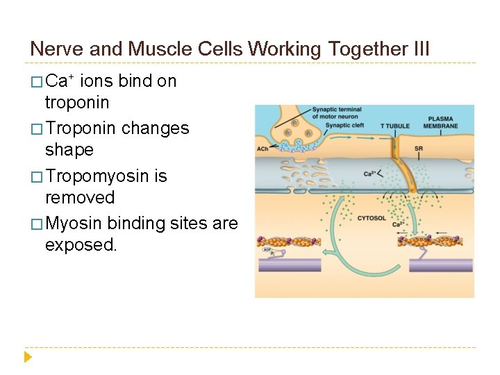 Nerve and Muscle Cells Working Together III � Ca+ ions bind on troponin �