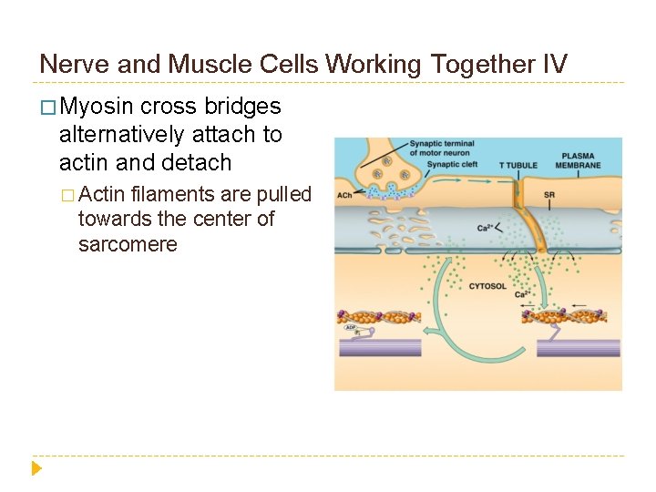 Nerve and Muscle Cells Working Together IV � Myosin cross bridges alternatively attach to