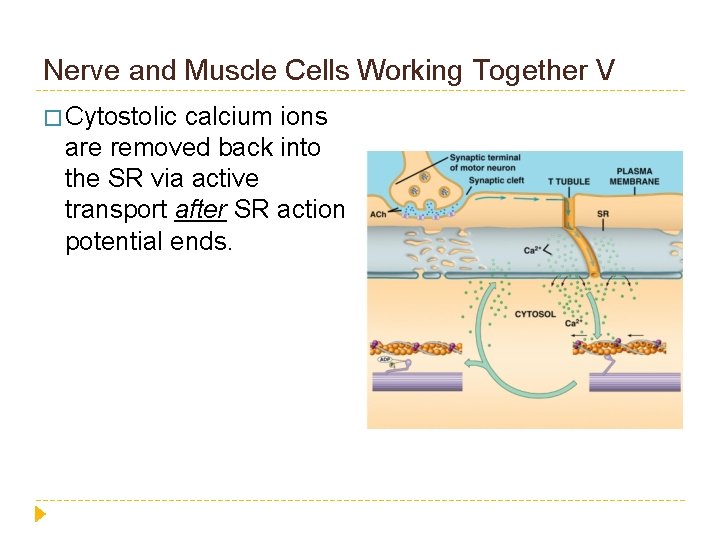 Nerve and Muscle Cells Working Together V � Cytostolic calcium ions are removed back