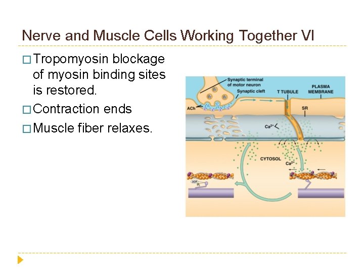 Nerve and Muscle Cells Working Together VI � Tropomyosin blockage of myosin binding sites