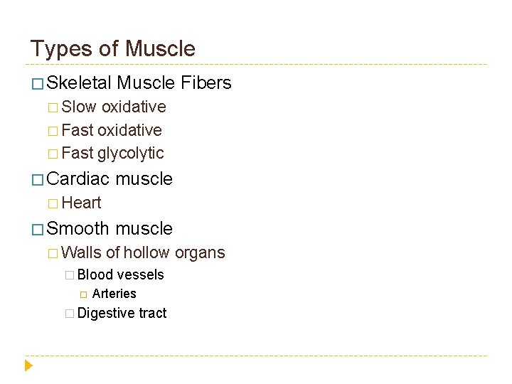 Types of Muscle � Skeletal Muscle Fibers � Slow oxidative � Fast glycolytic �