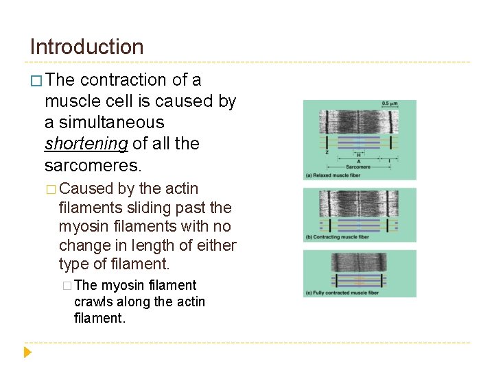 Introduction � The contraction of a muscle cell is caused by a simultaneous shortening