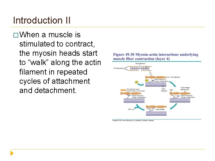 Introduction II � When a muscle is stimulated to contract, the myosin heads start