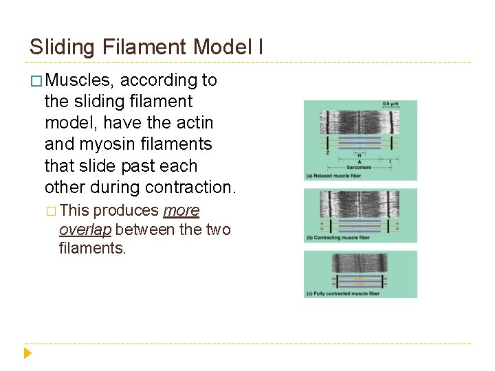 Sliding Filament Model I � Muscles, according to the sliding filament model, have the