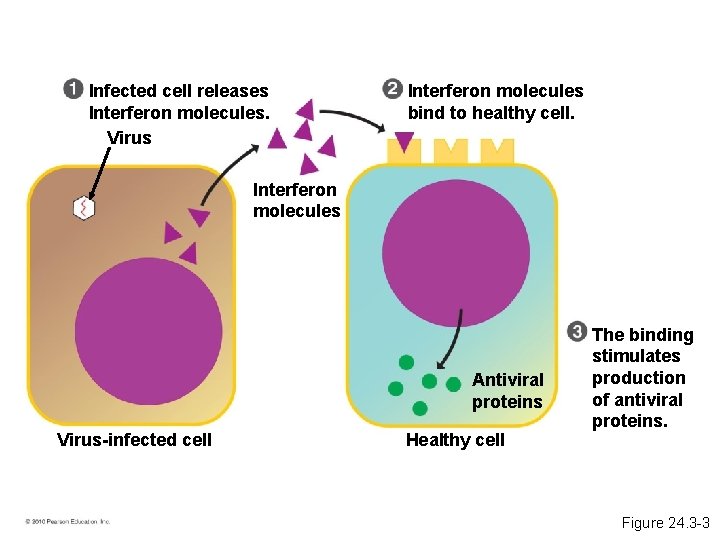 Infected cell releases Interferon molecules. Virus Interferon molecules bind to healthy cell. Interferon molecules