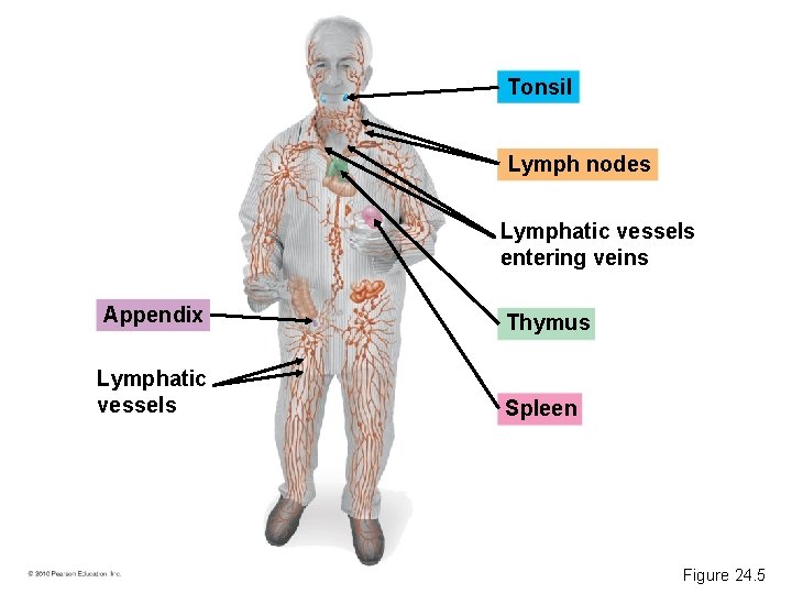 Tonsil Lymph nodes Lymphatic vessels entering veins Appendix Thymus Lymphatic vessels Spleen Figure 24.