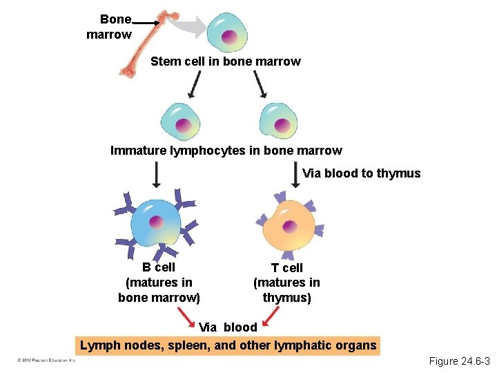 Bone marrow Stem cell in bone marrow Immature lymphocytes in bone marrow Via blood