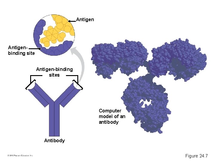 Antigenbinding site Antigen-binding sites Computer model of an antibody Antibody Figure 24. 7 