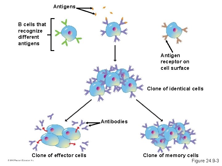 Antigens B cells that recognize different antigens Antigen receptor on cell surface Clone of