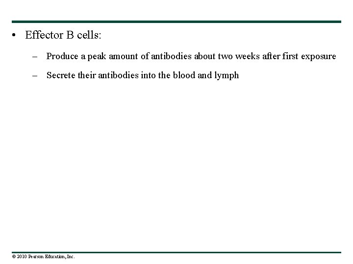  • Effector B cells: – Produce a peak amount of antibodies about two