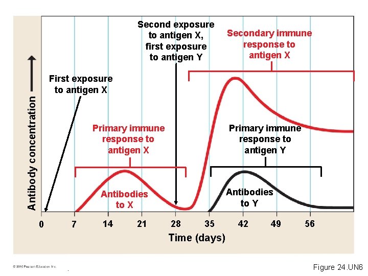 Second exposure to antigen X, first exposure to antigen Y Secondary immune response to