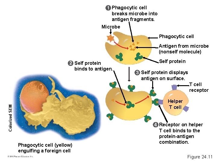 Phagocytic cell breaks microbe into antigen fragments. Microbe Phagocytic cell Antigen from microbe (nonself