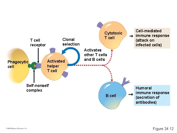 Clonal selection T cell receptor Phagocytic cell Activated helper T cell Cytotoxic T cell