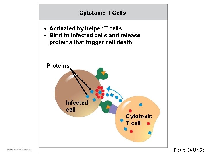 Cytotoxic T Cells • Activated by helper T cells • Bind to infected cells