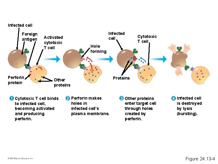 Infected cell Foreign antigen Perforin protein Activated cytotoxic T cell Infected cell Hole forming