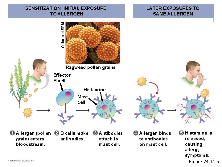 LATER EXPOSURES TO SAME ALLERGEN Colorized SEM SENSITIZATION: INITIAL EXPOSURE TO ALLERGEN Ragweed pollen
