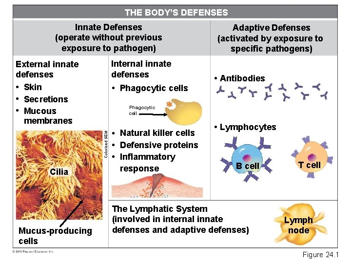 THE BODY’S DEFENSES Innate Defenses (operate without previous exposure to pathogen) Internal innate defenses