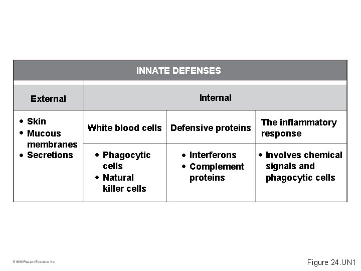 INNATE DEFENSES Internal External • Skin • Mucous • membranes Secretions White blood cells