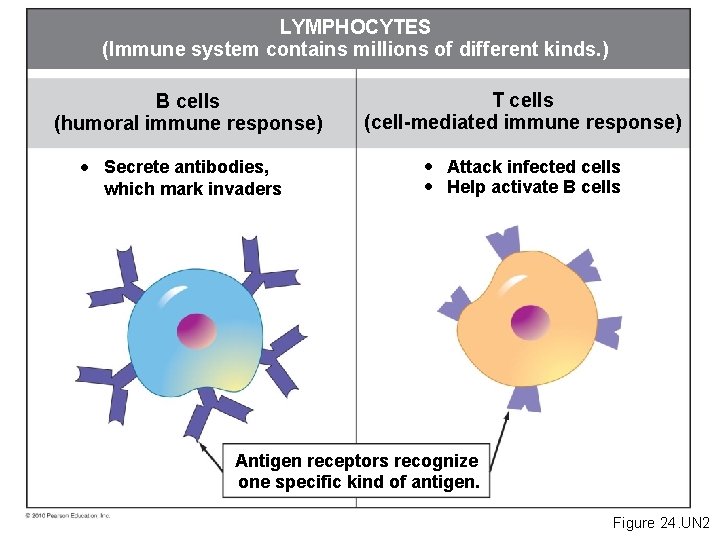 LYMPHOCYTES (Immune system contains millions of different kinds. ) B cells (humoral immune response)