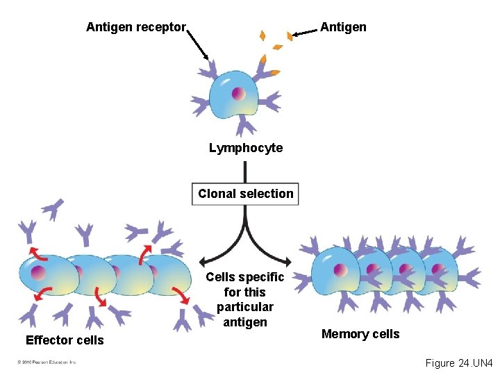 Antigen receptor Antigen Lymphocyte Clonal selection Cells specific for this particular antigen Effector cells