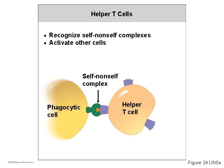 Helper T Cells • Recognize self-nonself complexes • Activate other cells Self-nonself complex Phagocytic