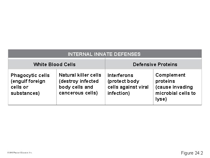 INTERNAL INNATE DEFENSES White Blood Cells Phagocytic cells (engulf foreign cells or substances) Natural